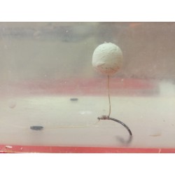 equilibrée banofee