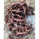 skin lombrik