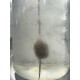 attrak-pellet