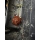 attractant SBL