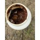 attractant SBL