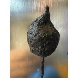 attractant SBL