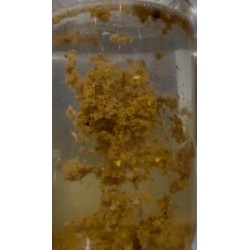 soluble SBL