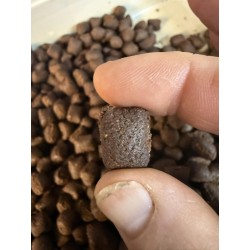 starter SCOPEX